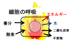 細胞の呼吸ハッキリ.gif